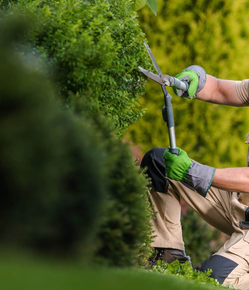 gardener-trimming-decorative-garden-plants-2021-08-29-14-40-52-utc.jpg gardener-trimming-decorative-garden-plants-2021-08-29-14-40-52-utc.jpg