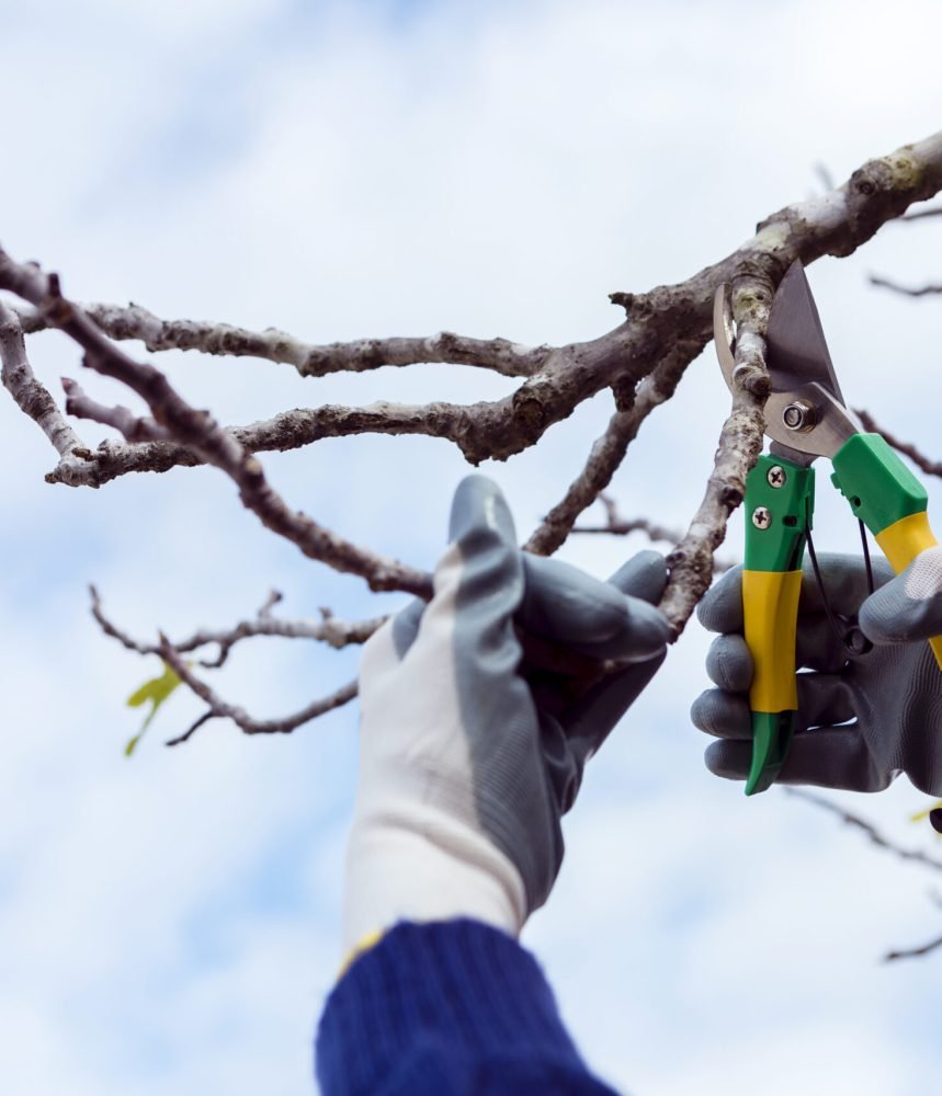 man-cutting-dried-branches
