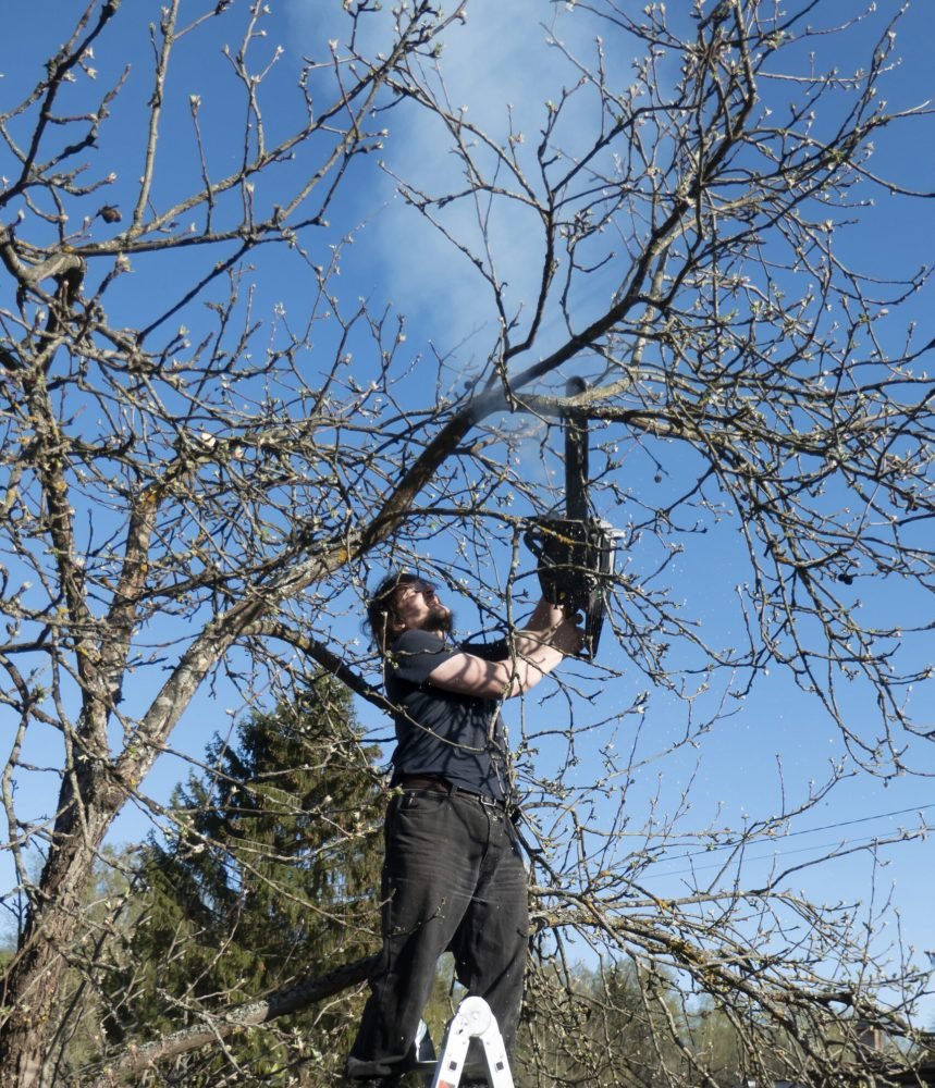 A man prunes or saws an apple tree with a chainsaw. a farmer cuts down the dry branches of apple trees on the stairs against the background of the blue sky