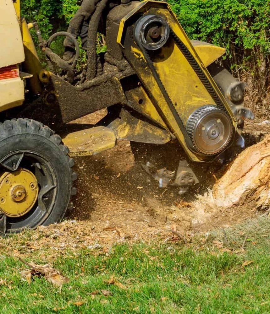 A stump is shredded with removal, grinding the stumps and roots into small chips