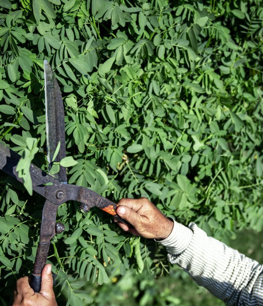The old gardener cuts the bush with large metal old pruning shears. Garden care.