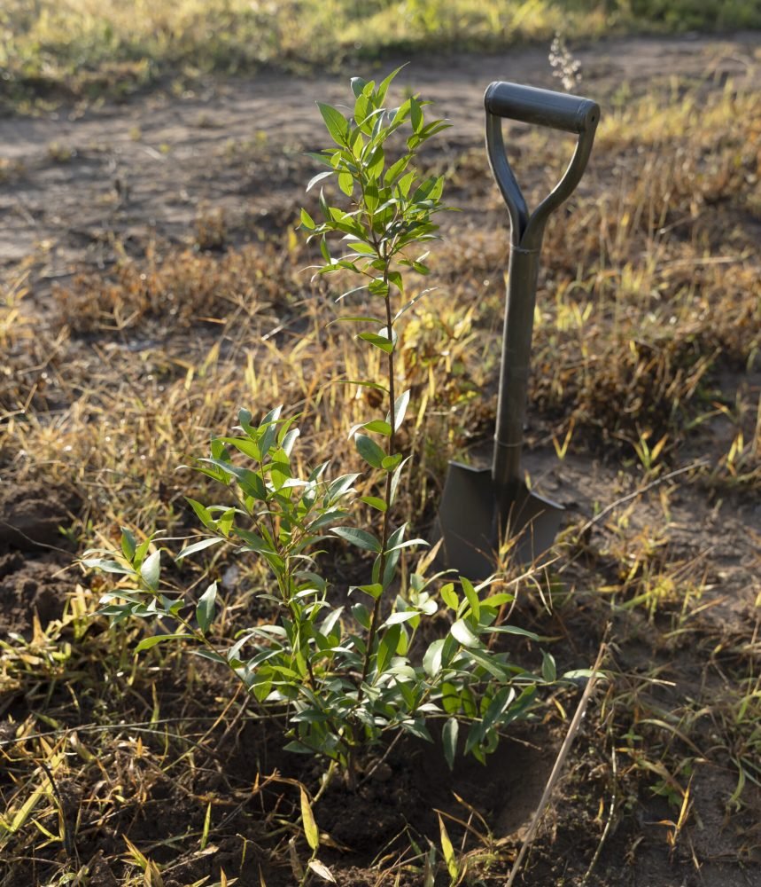 shovel-reforestation