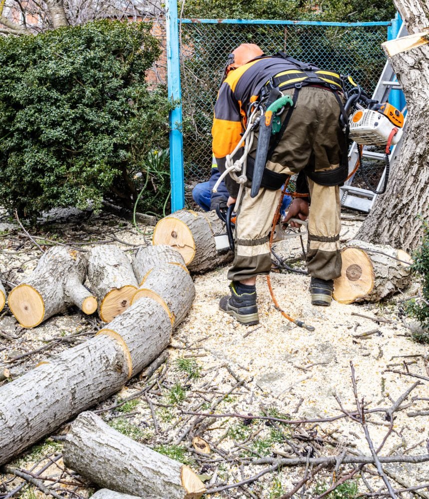 workers sawing old walnut tree in backyard of country house